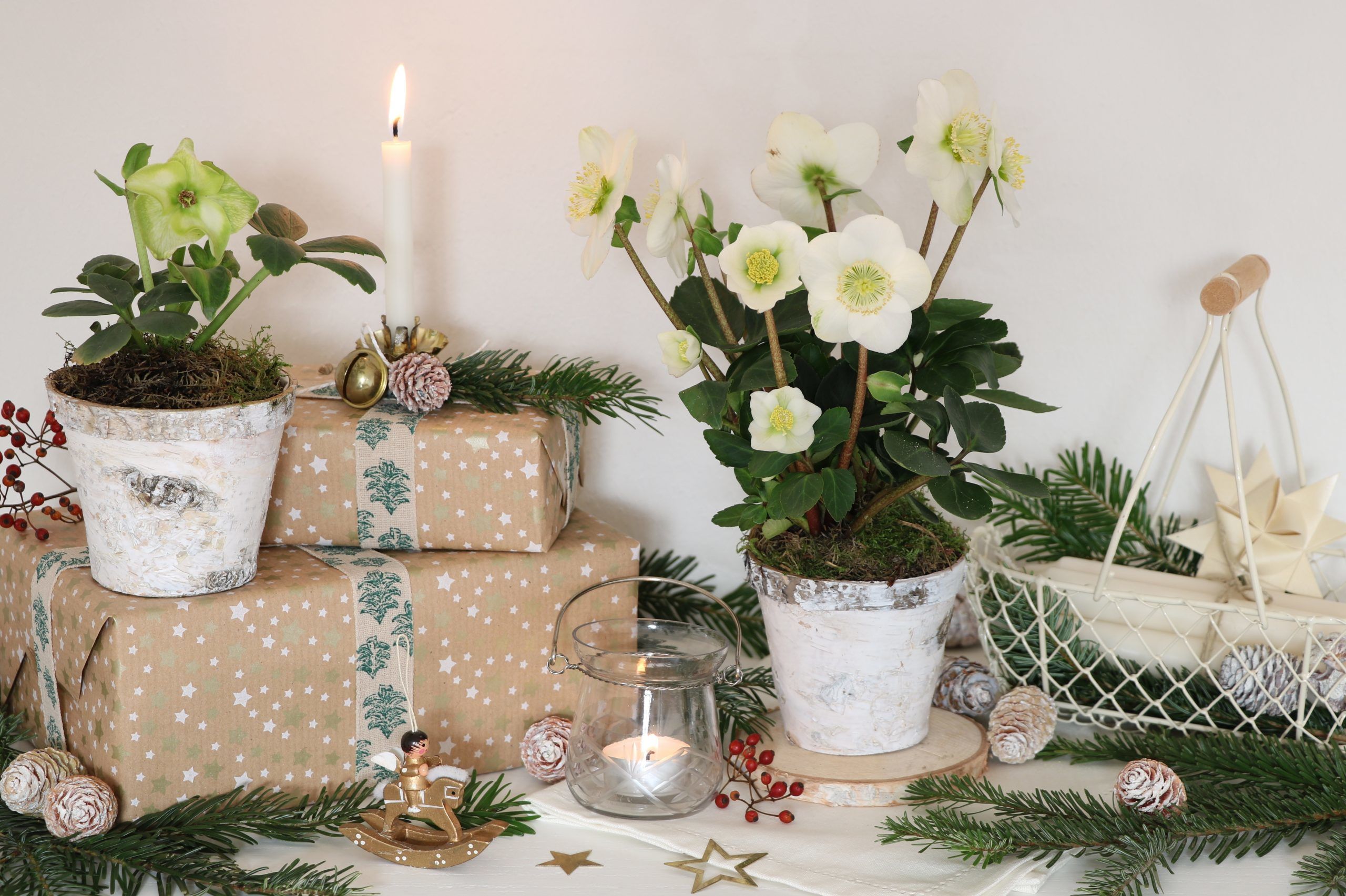 weihnachtsdekoration mit Christrosen, Geschenken und Kerzen