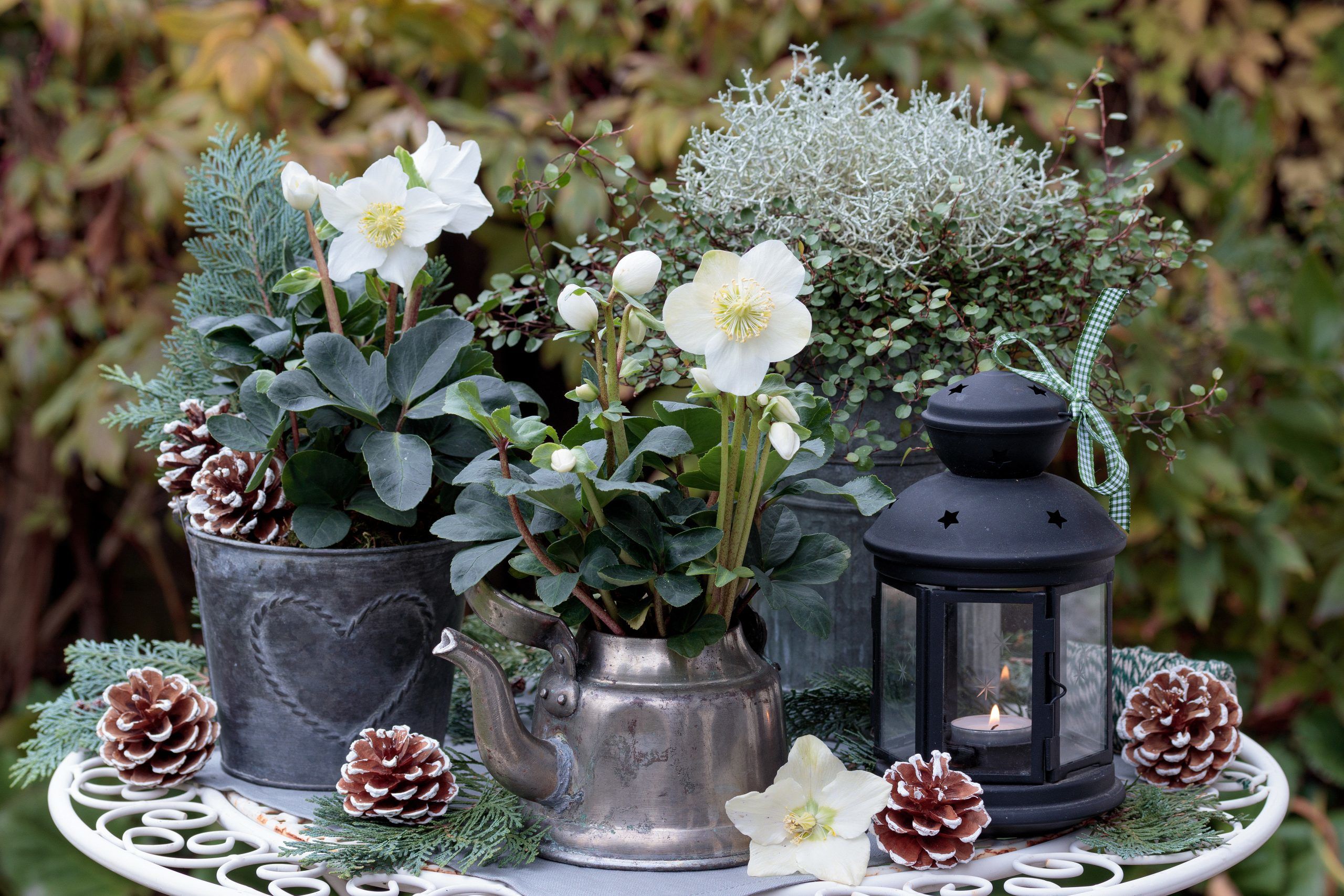Christrosen und Silberdrahtpflanze in vintage Töpfen als Gartendekoration