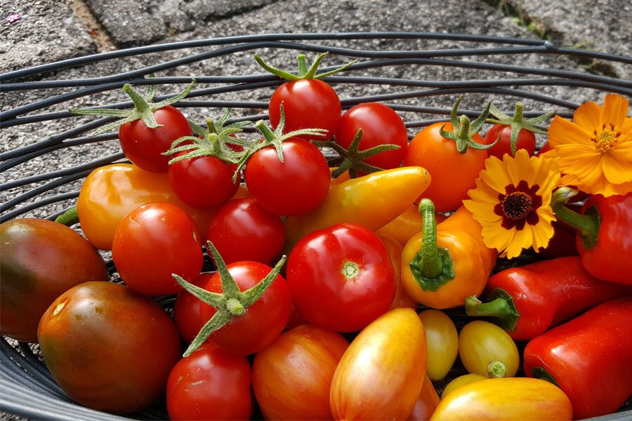 Tomaten-20-Prozent-Rabatt