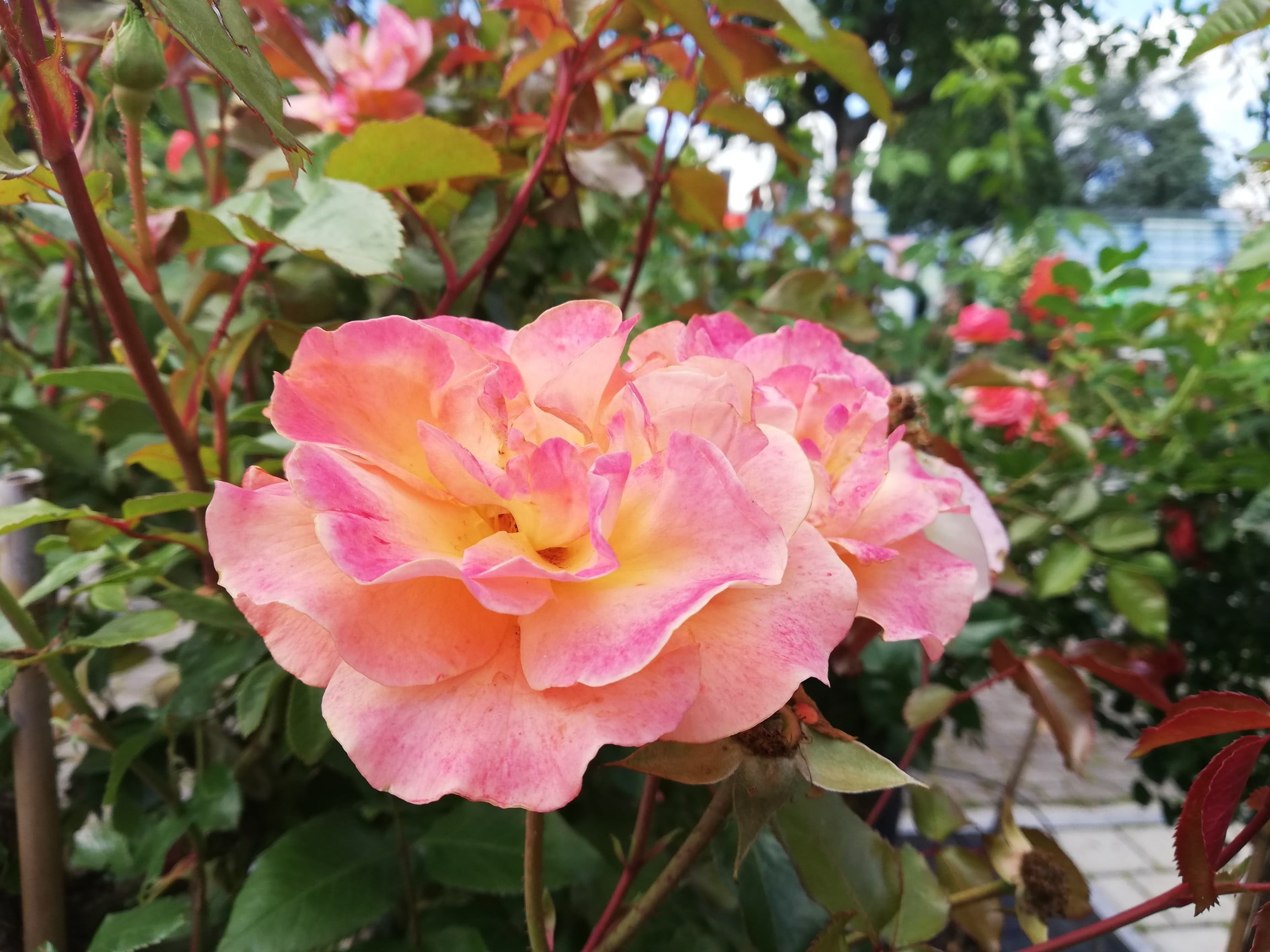 Gartenspaziergang Rosen