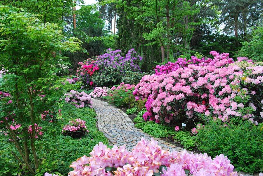 Farbenrausch im Frühjahr im Rhododendronpark bei Schopf