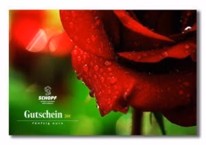 Gutschein 50 Euro