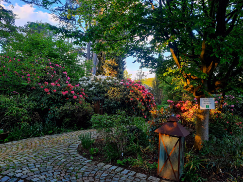 Abendspaziergang mit Führung durch den Rhododendrongarten