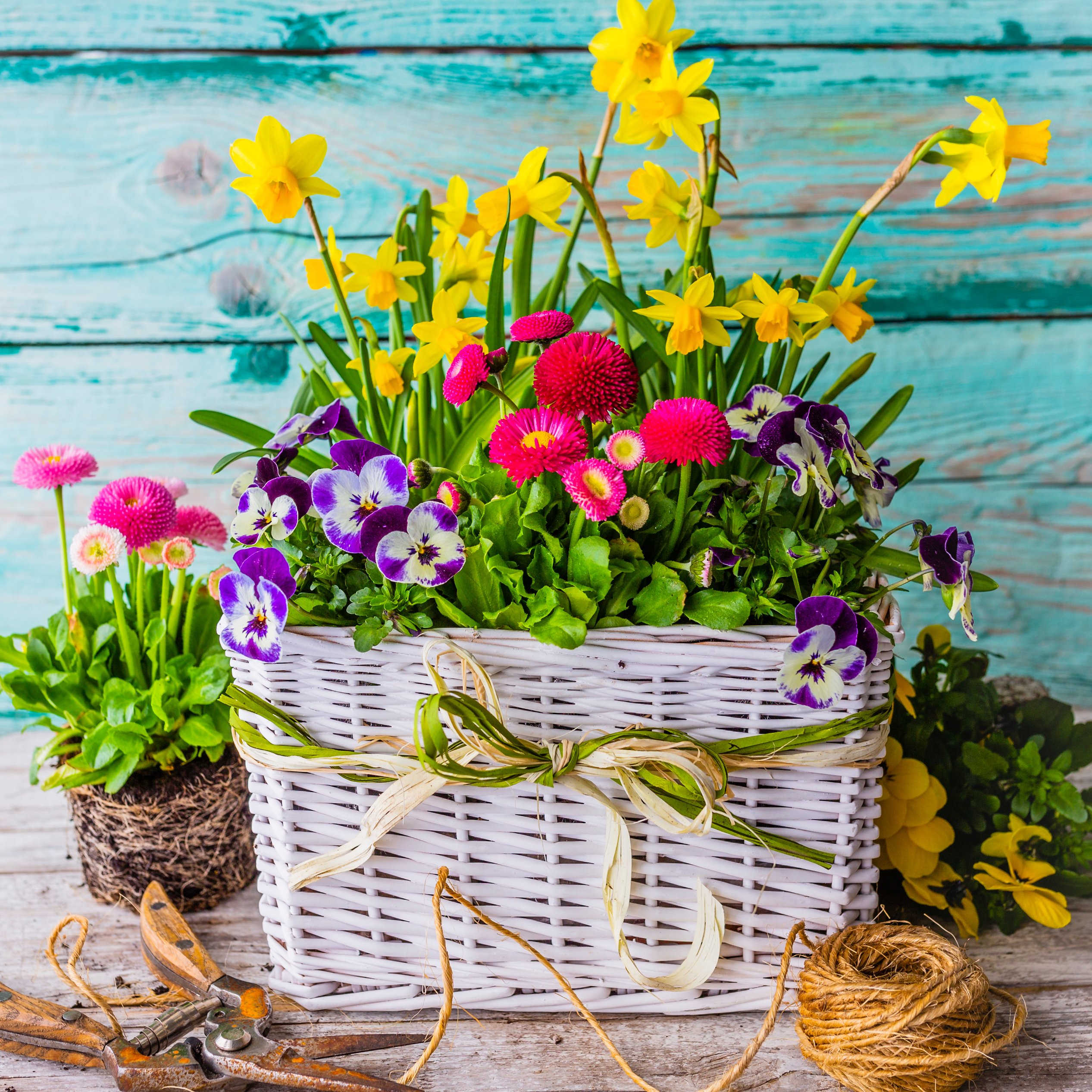 Workshop: Frühlingskorb bepflanzen