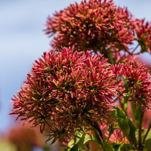 heptacodium
